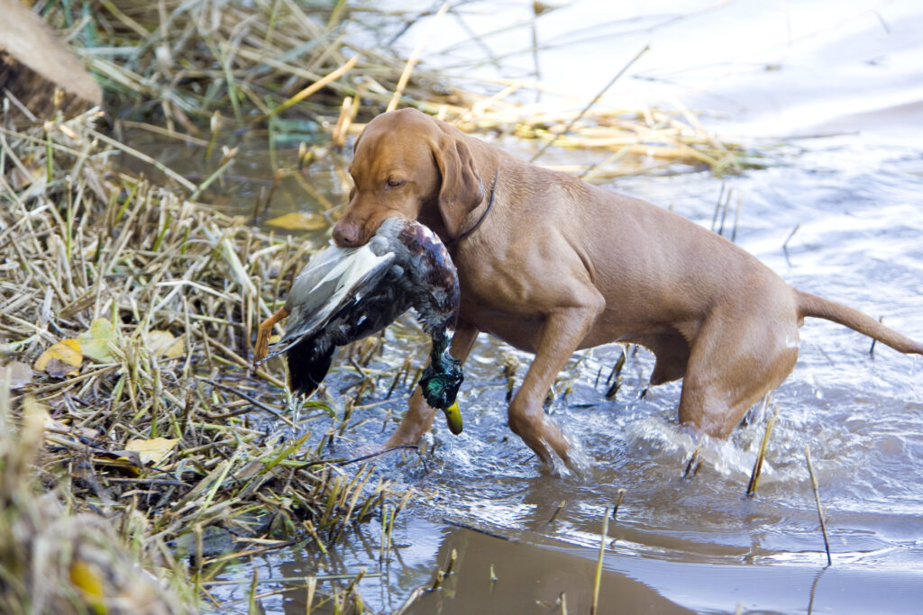 Duck hunting dogs