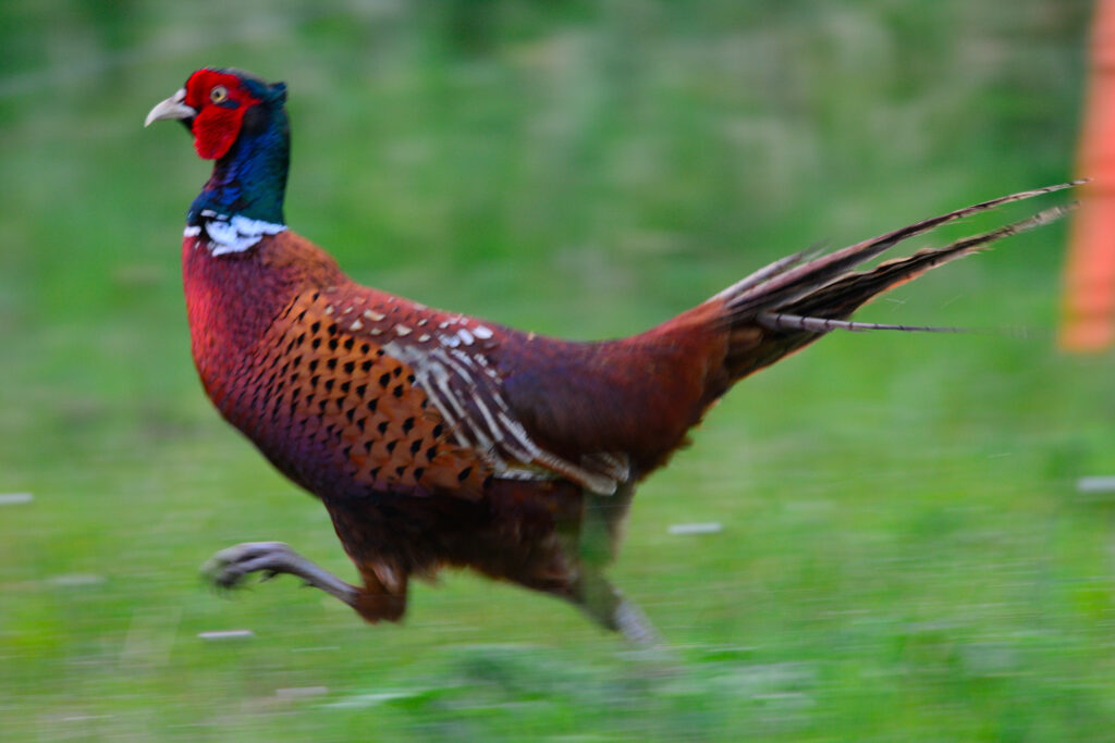 Running pheasant