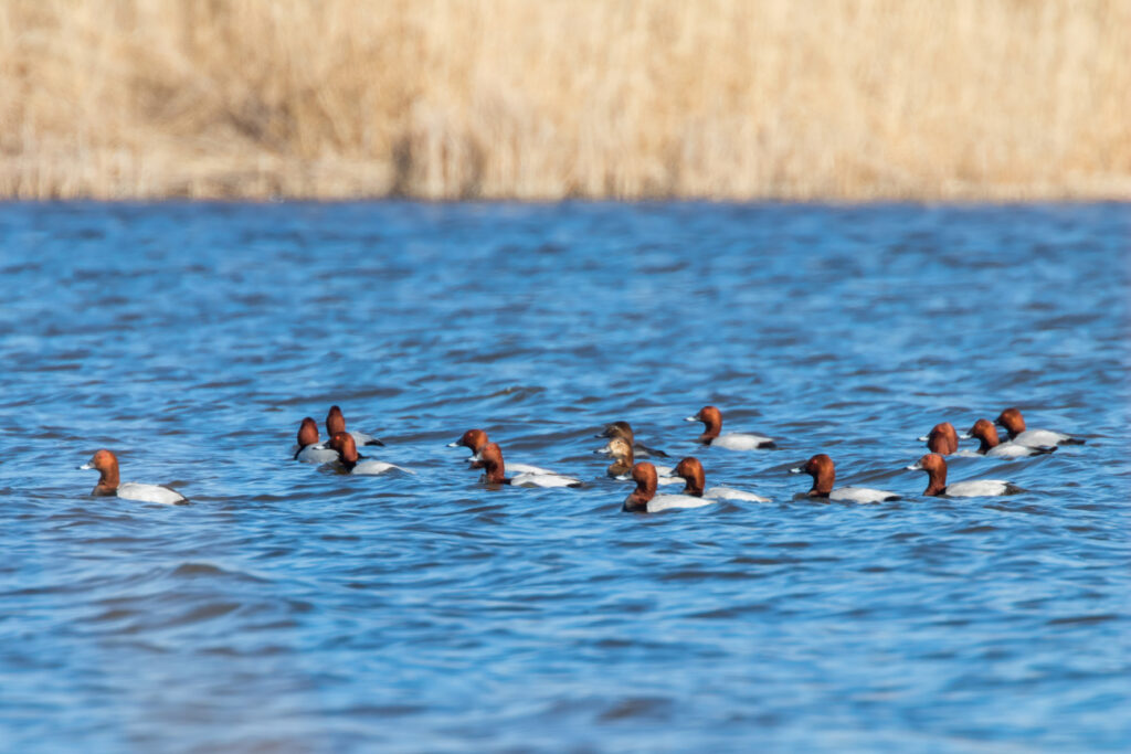 Diver Ducks hunting