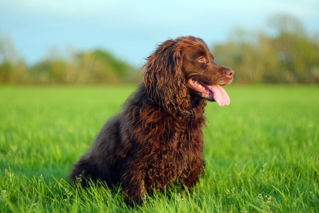 Boykin Spaniel