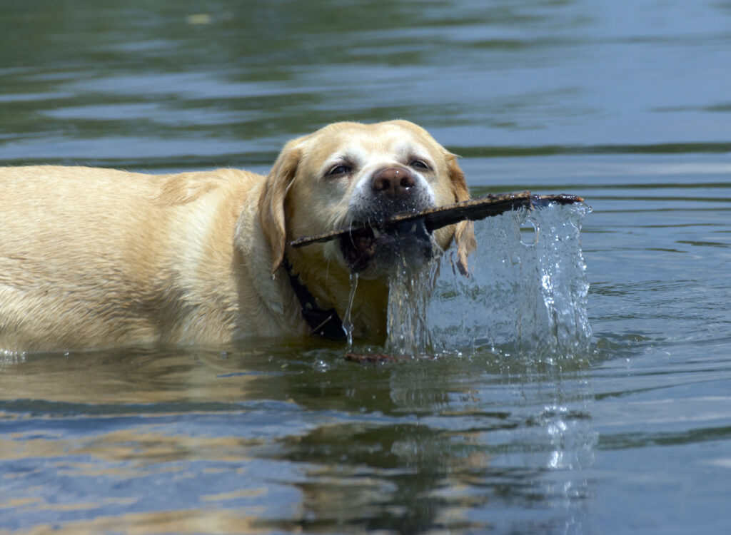 Duck hunting dog