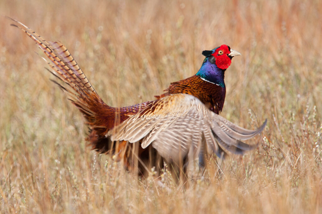 Pheasant hunting