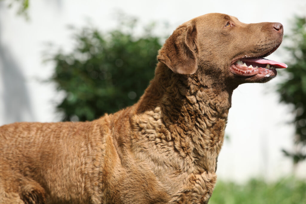 Chesapeake Bay Retriever