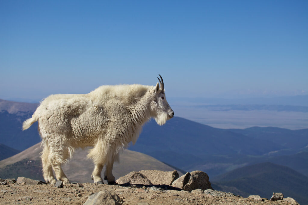 mountain goats hunting