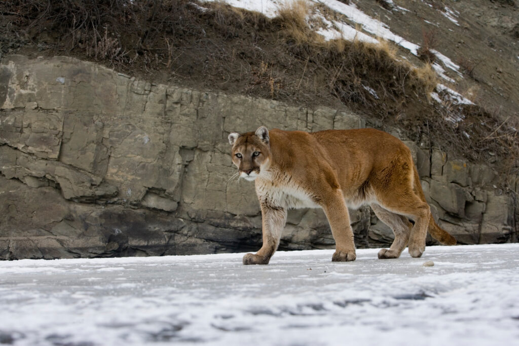 mountain lion hunting