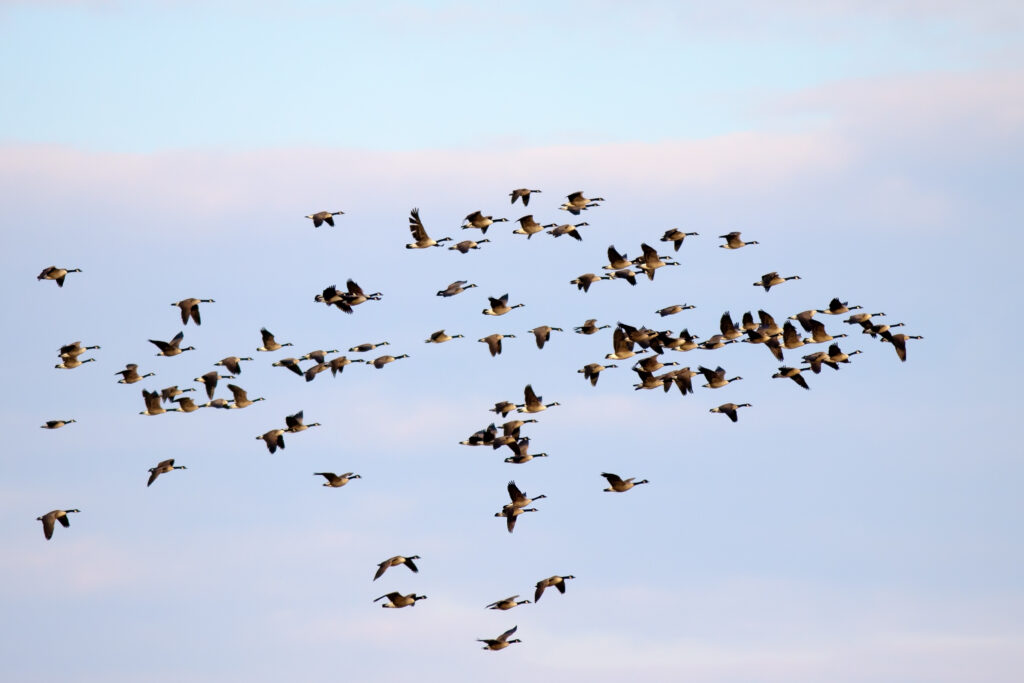 Birds migration