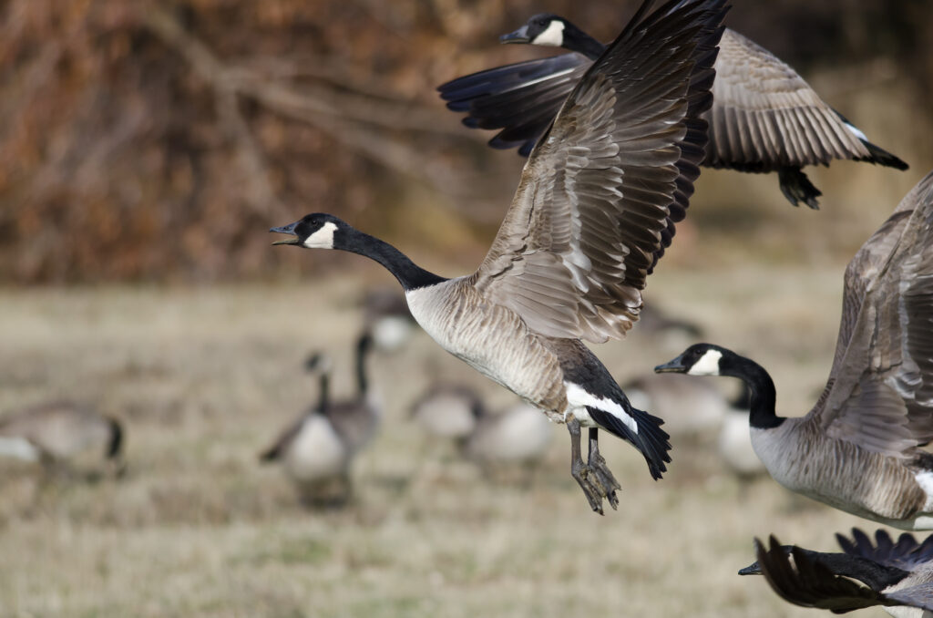 Canadian Goose hunting