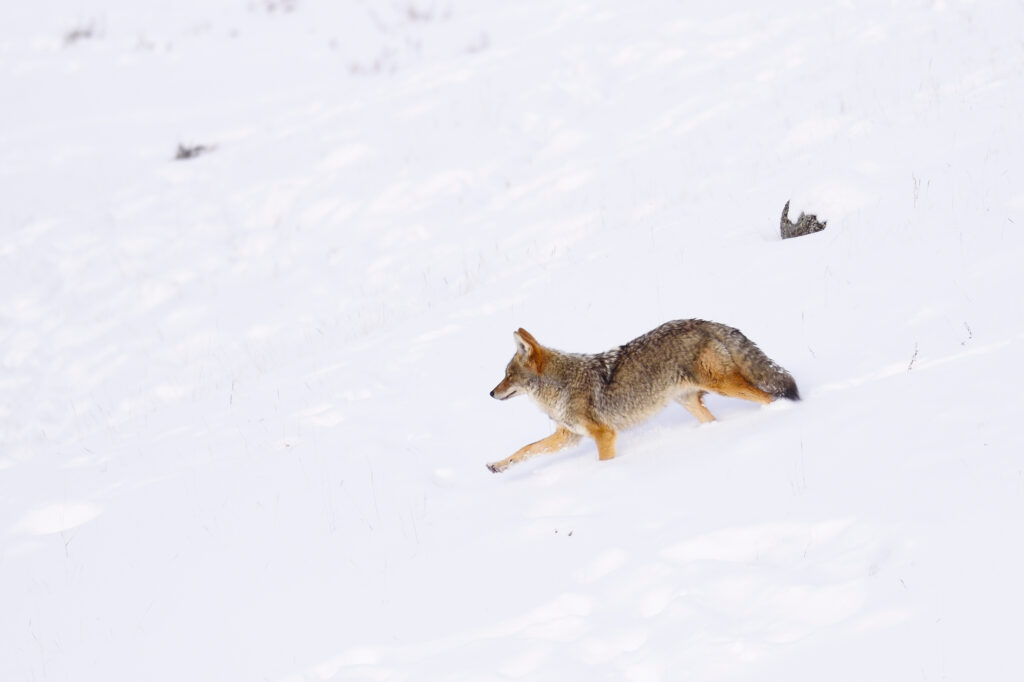 Coyote in the snow