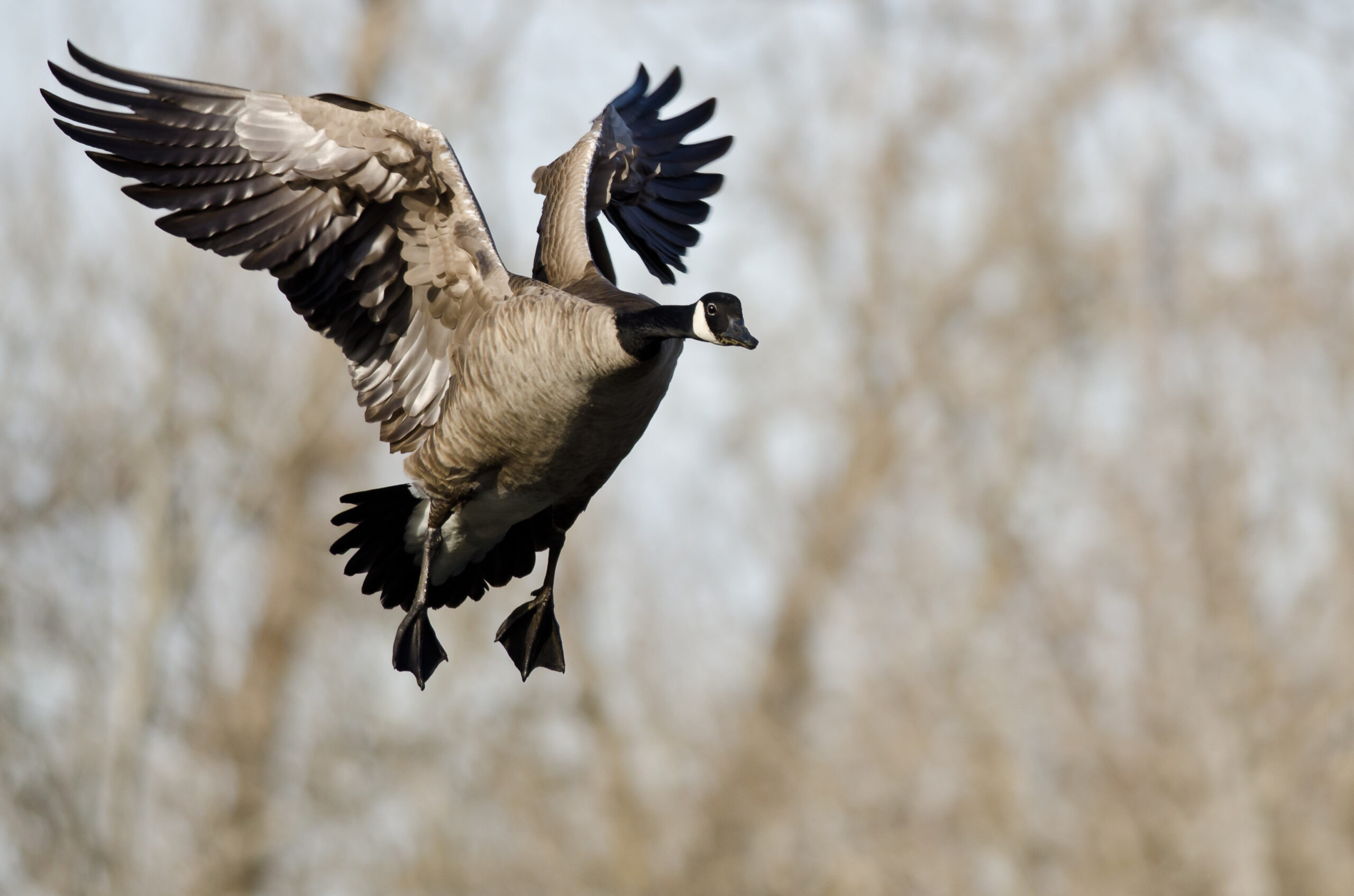 Goose Hunting