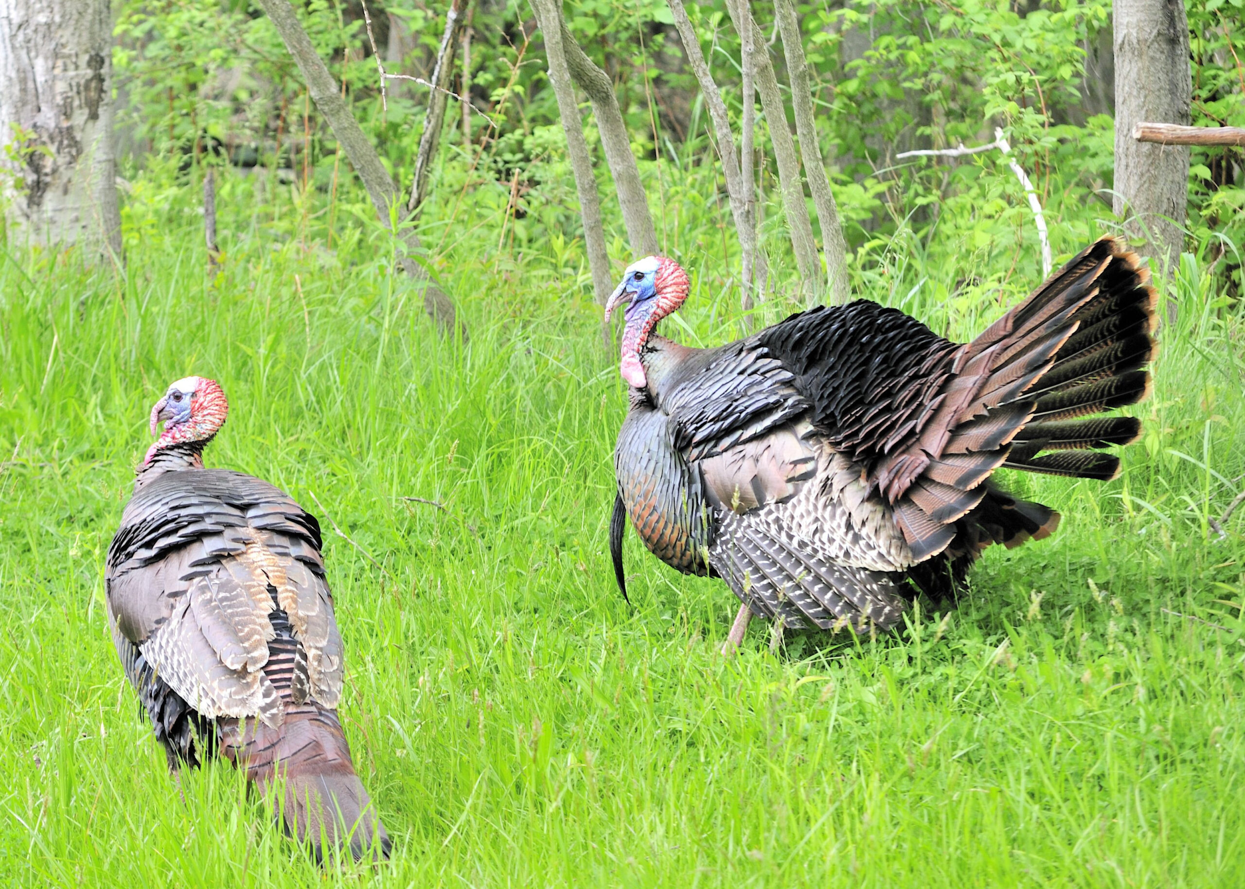 Turkey male and female