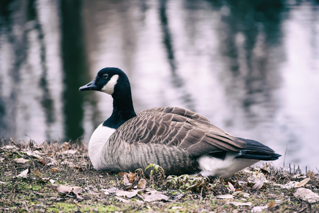 Canada goose hunting