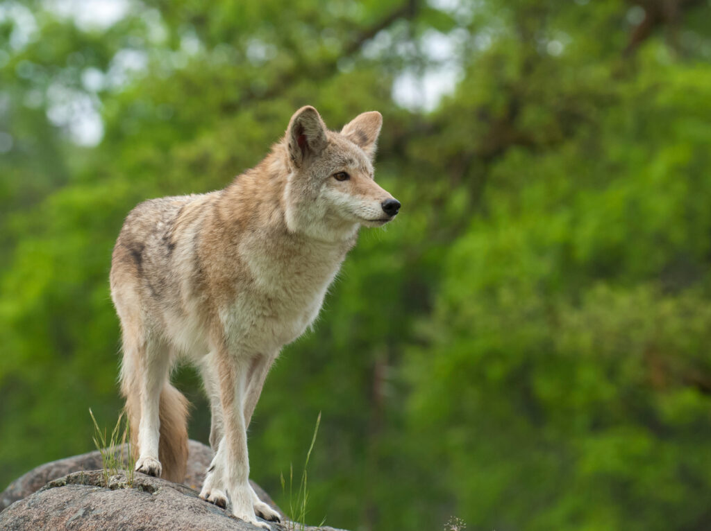 Coyote behavior