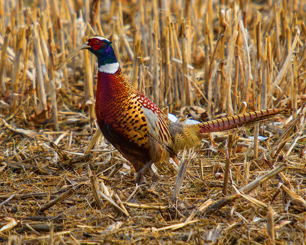 Pheasant in the field