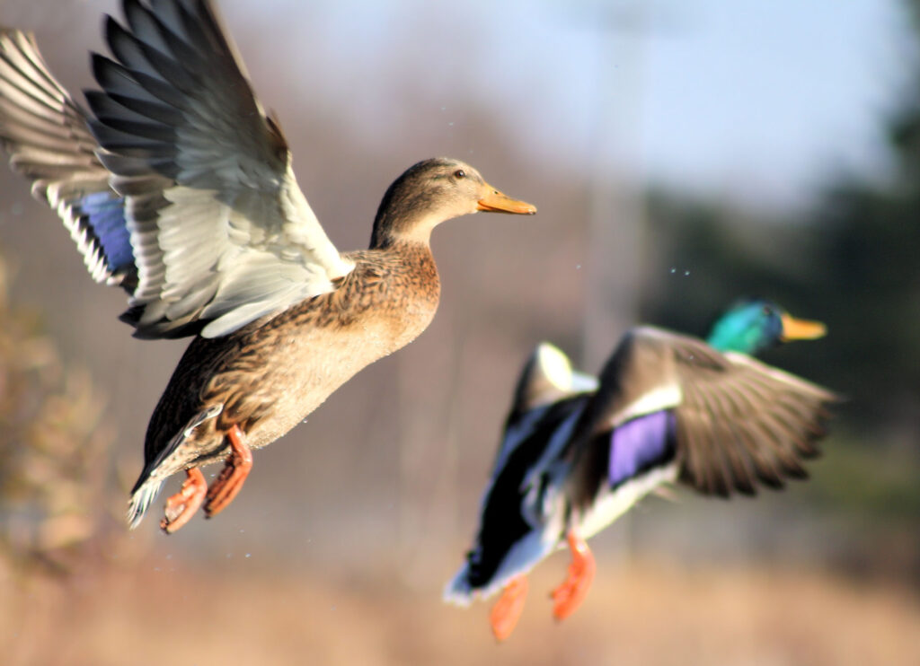 Duck hunting tips