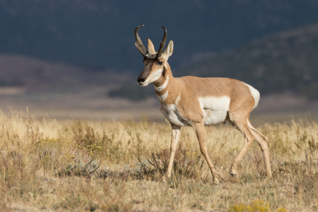 pronghorn hunting