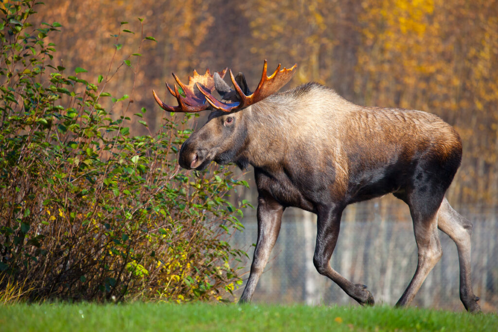 Moose Hunting