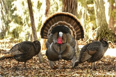 Turkey Hunting Tips