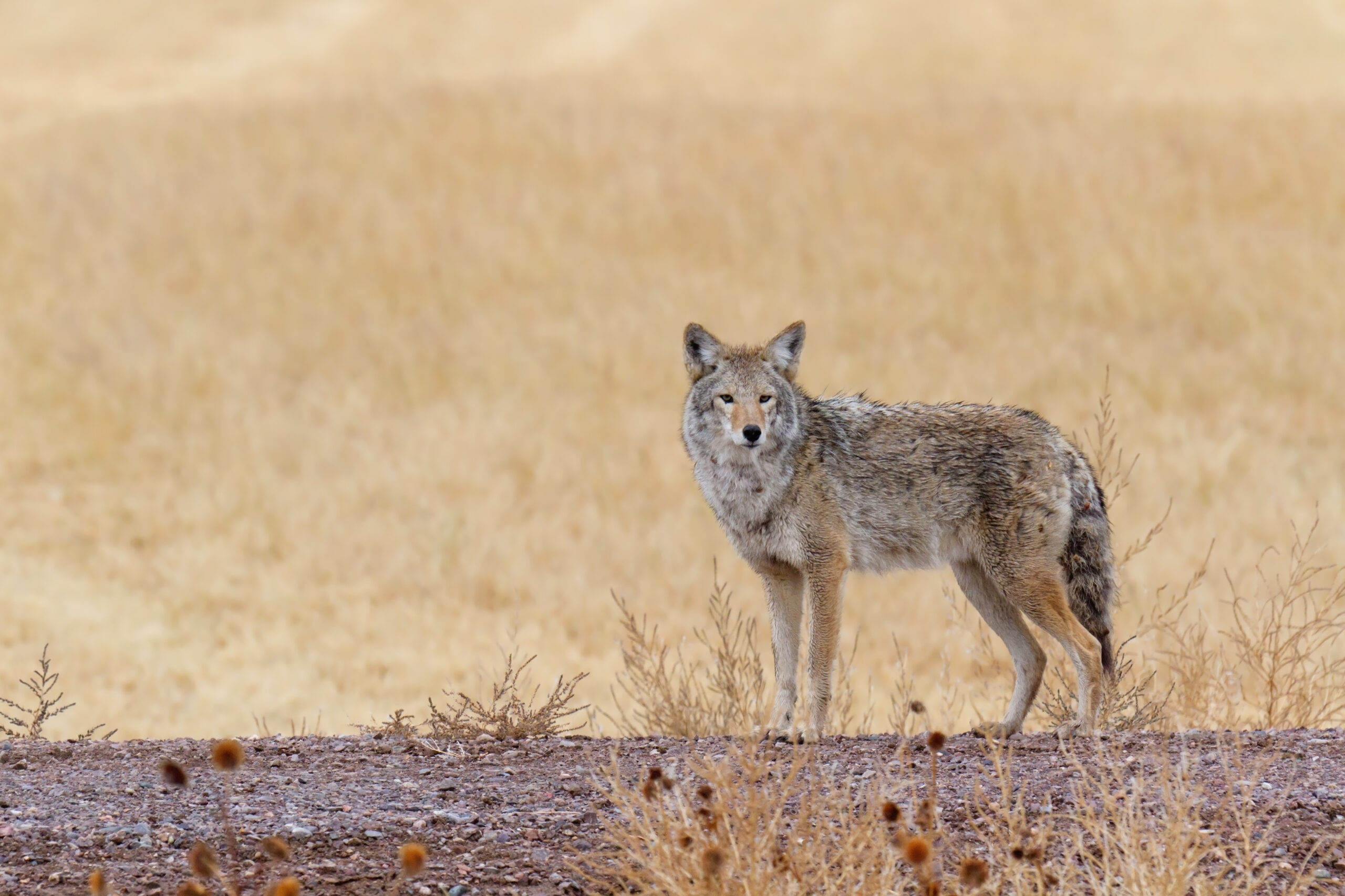 coyote night hunting